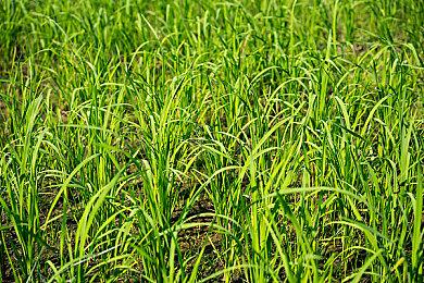 《inZOI》发售时将获得官方Mod支持 与Overwolf合作